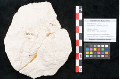 Foto (Objekt + Etikett) von Daphnophyllum australe Ettingshausen (NHMW-GEO-2024-0188-10195)